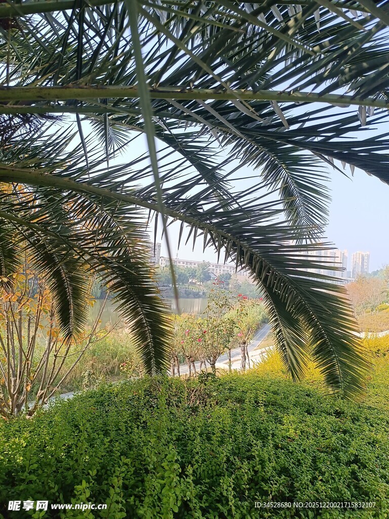 棕榈树下的绿意景致