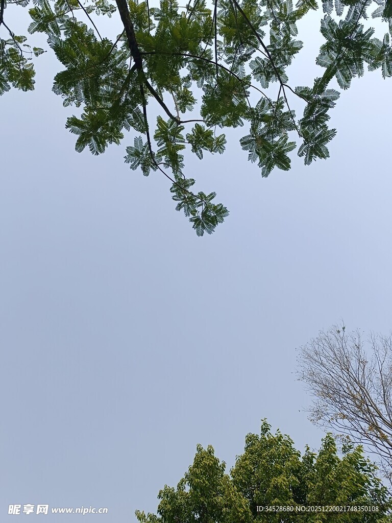 仰视绿树蓝天景致