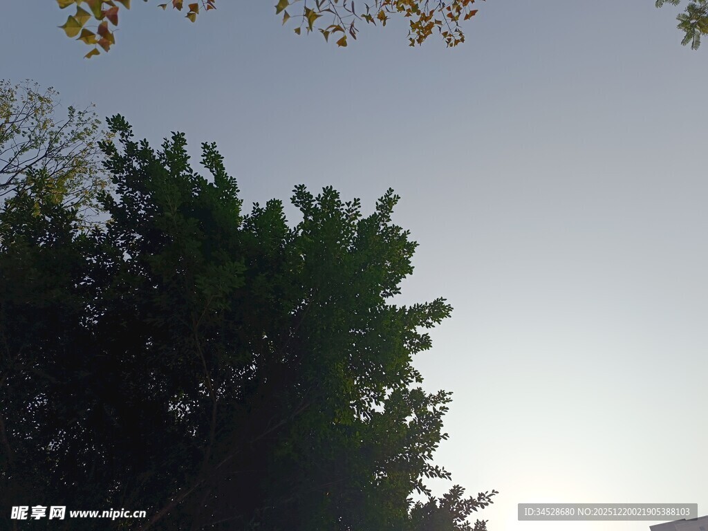 仰视绿树与晴朗天空