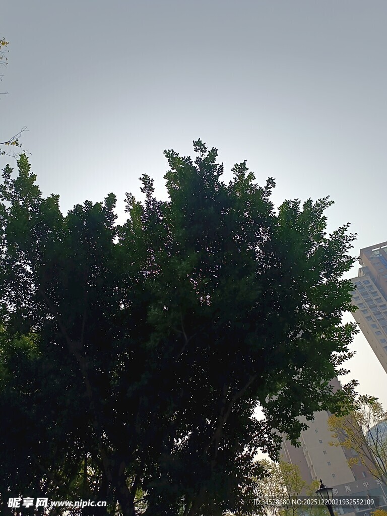 阳光下的绿树与建筑