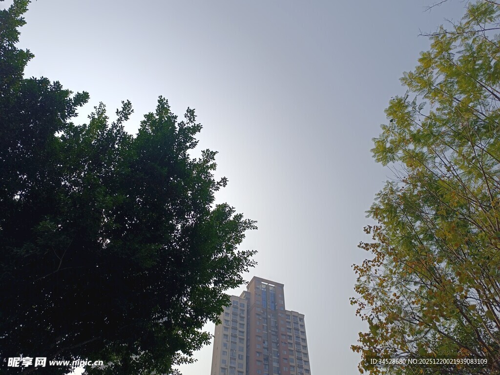 高楼旁的绿树景观