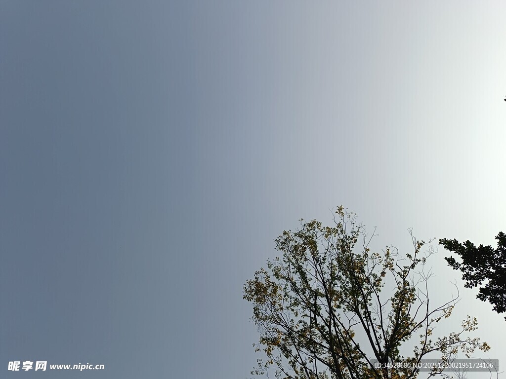 仰望蓝天与孤树