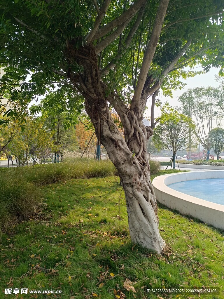 公园中造型独特的树木