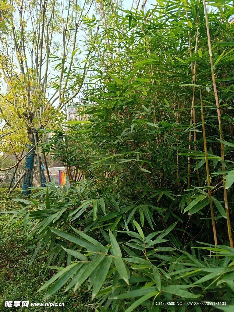 竹林绿意盎然的自然景致