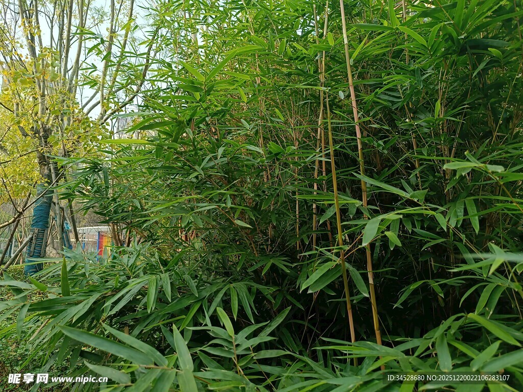 竹林绿意盎然的自然景致