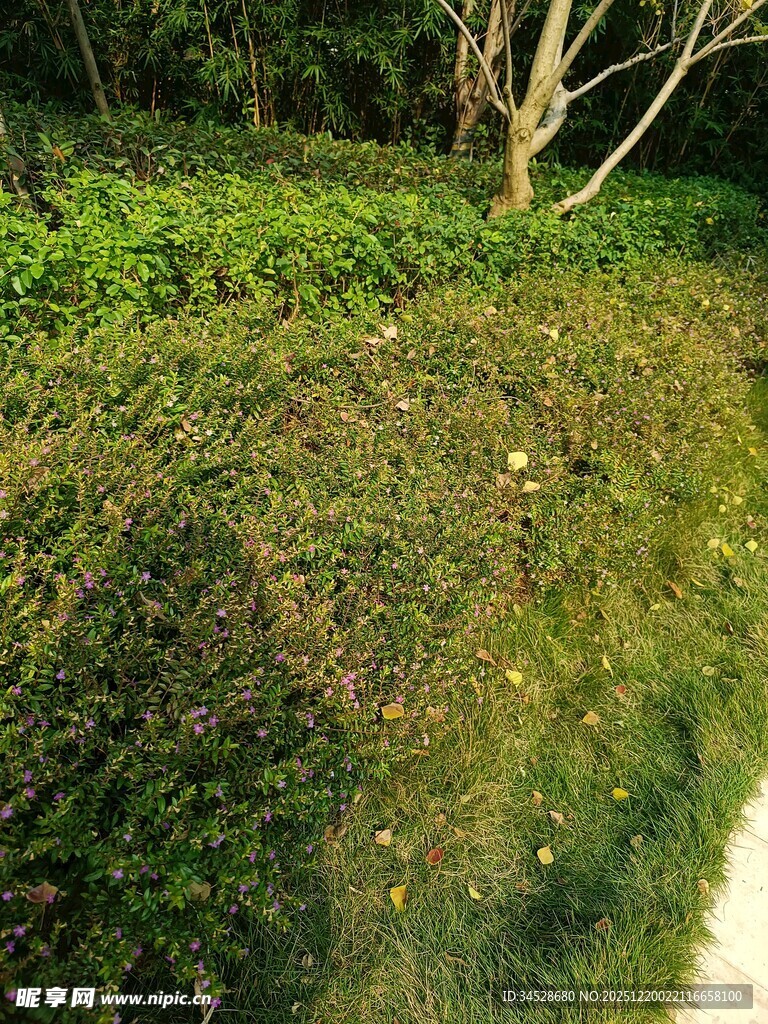 绿意盎然的繁茂植被