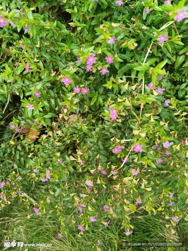 绿叶间绽放的粉色小花