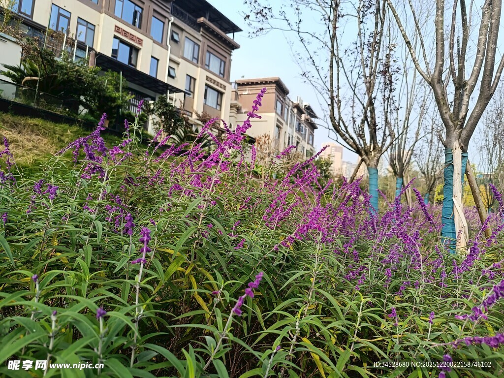 山坡繁花旁的多彩建筑