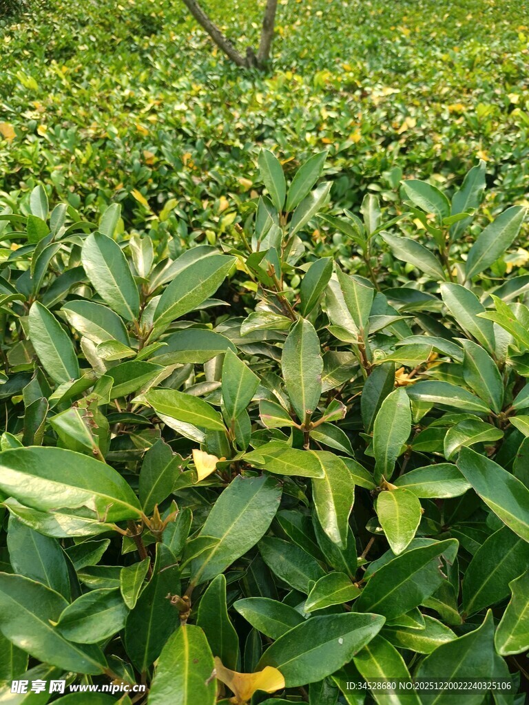 翠绿茂盛的茶树叶片