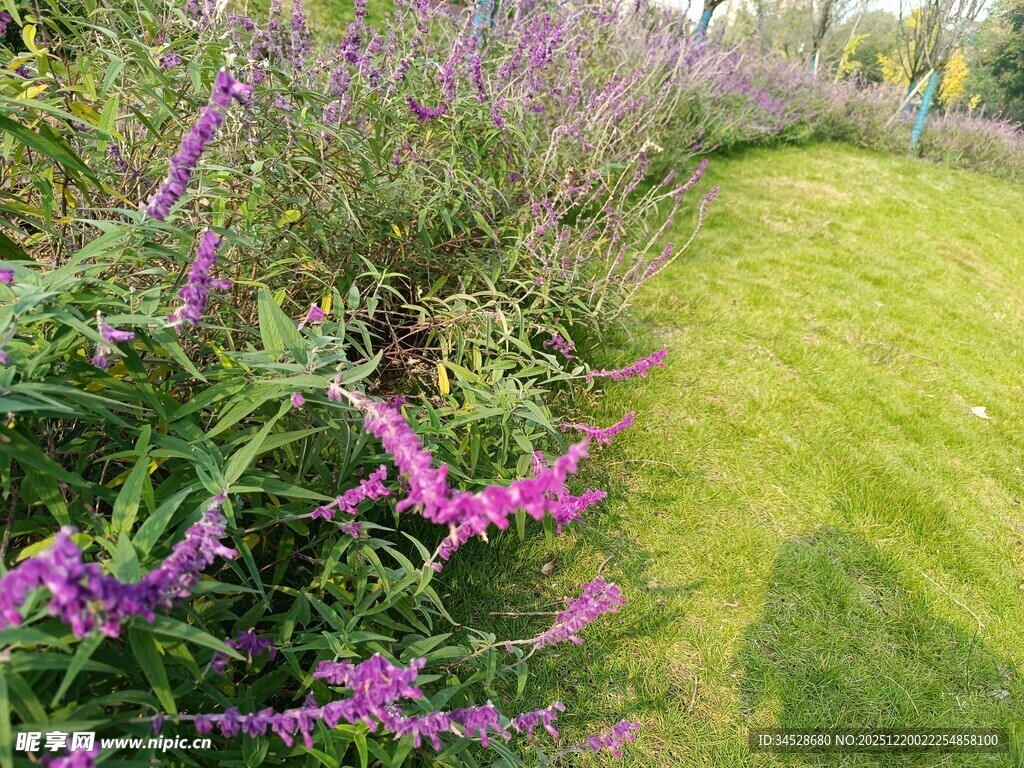 花园中绽放的紫色花卉
