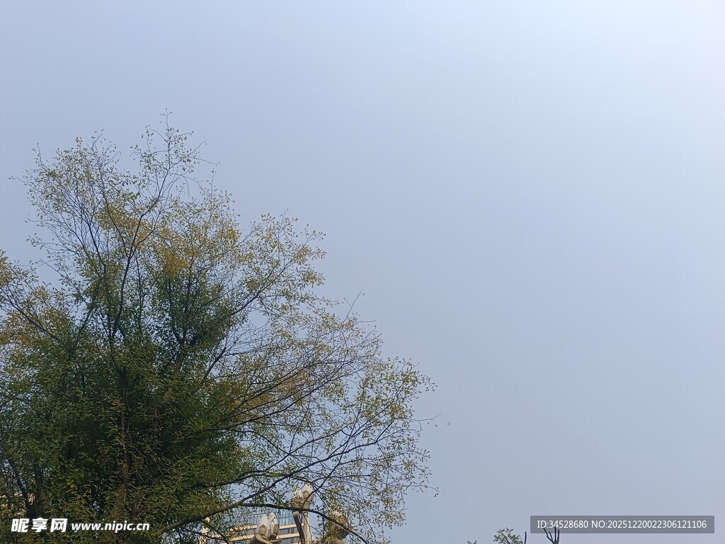 蓝天映衬下的葱郁树木