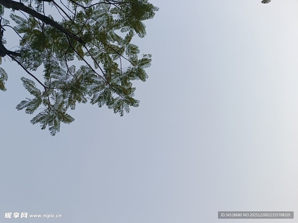 仰视树枝与天空