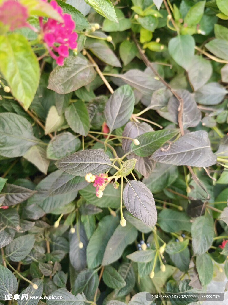 绿叶间的娇艳花朵