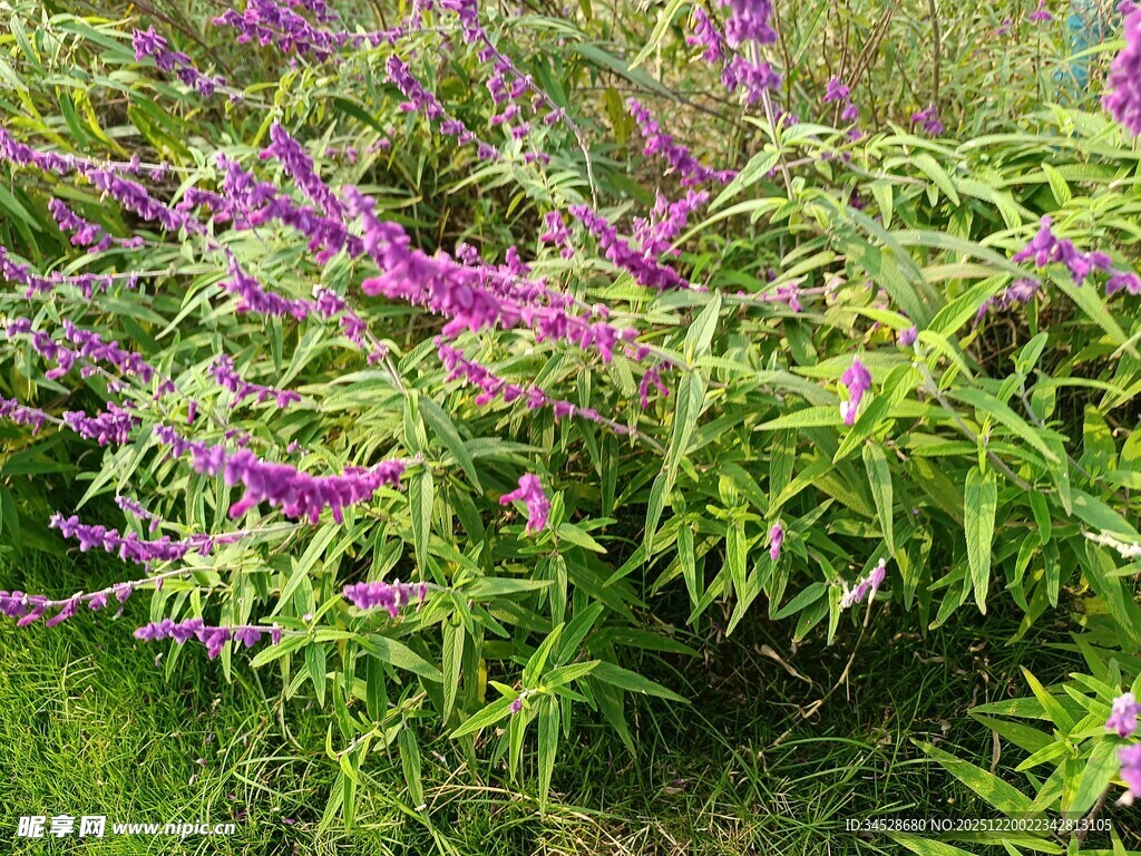紫色花卉绽放于绿叶间