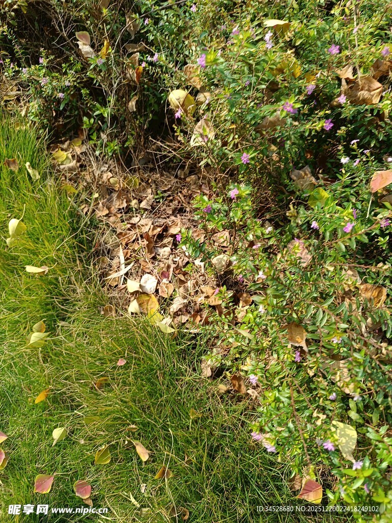 林间落叶与绿草景象