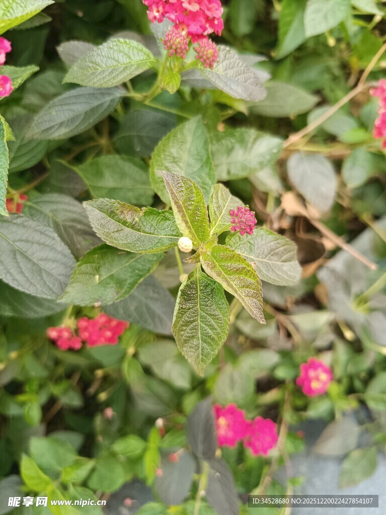 绿叶间的娇艳红色小花