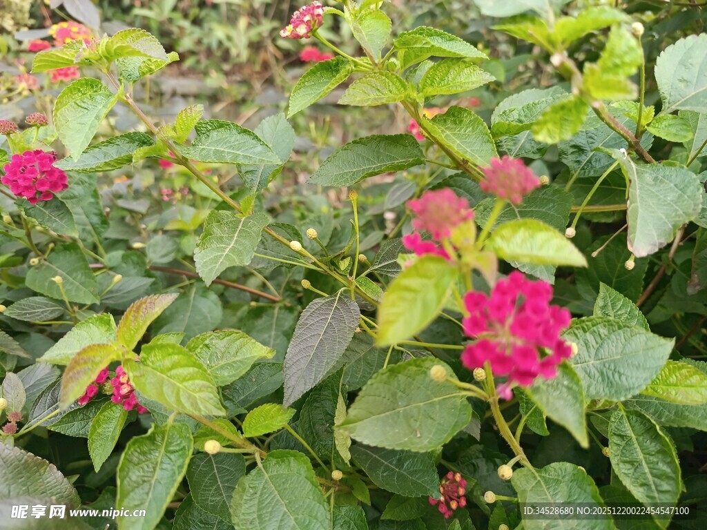 鲜艳花丛中的美丽红花朵