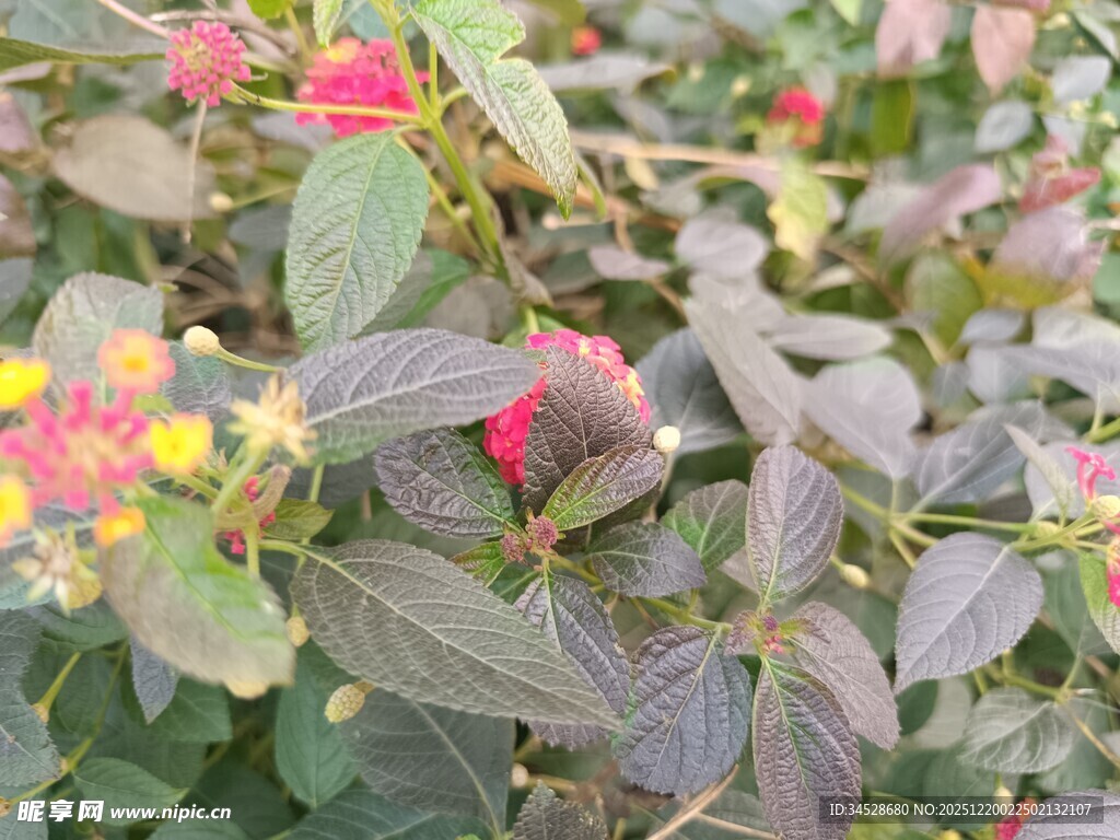 多彩花卉植物特写