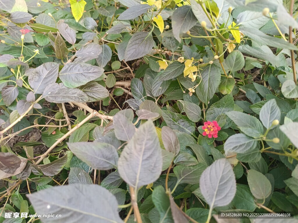 绿叶丛中的红色小果实