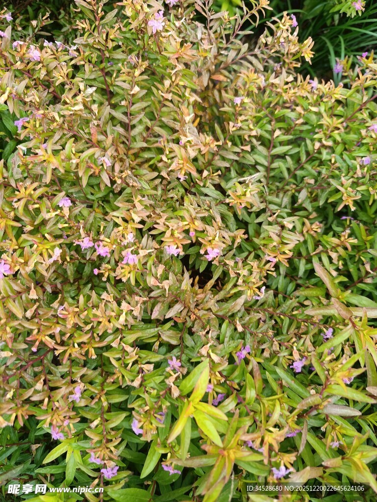 绿叶繁花的植物景观