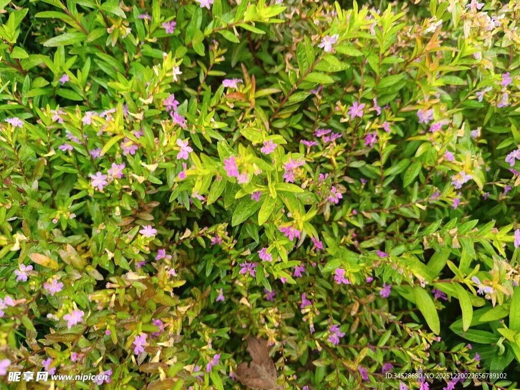 繁茂绿植间点缀紫色小花