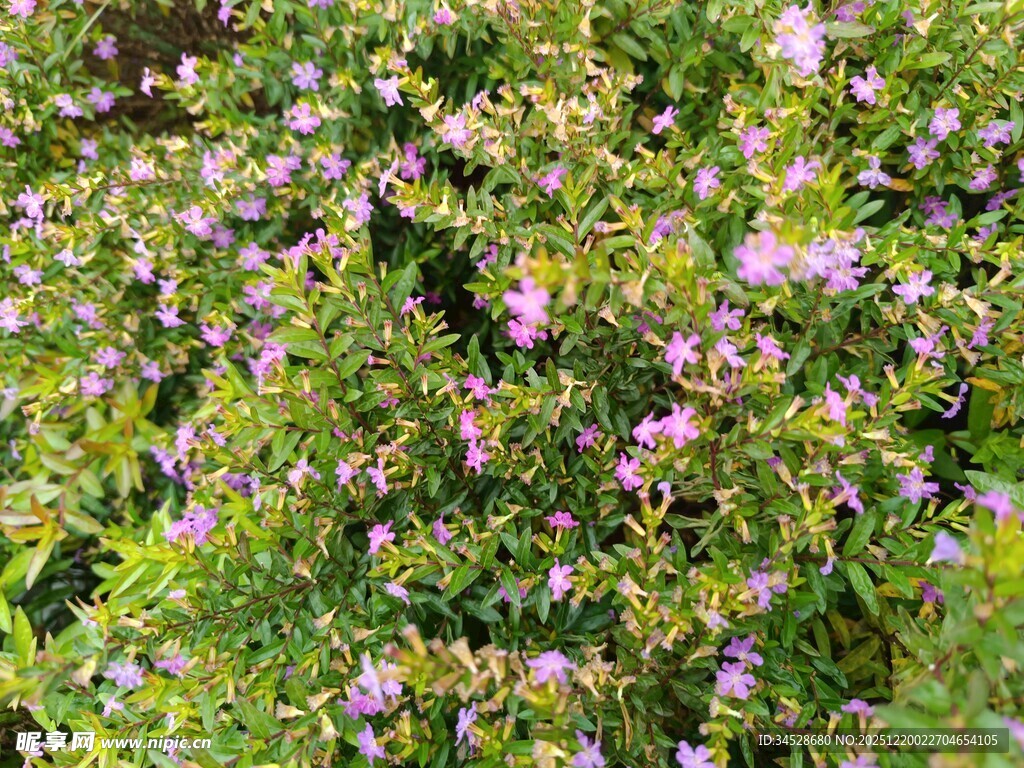 繁茂花丛中的紫色小花
