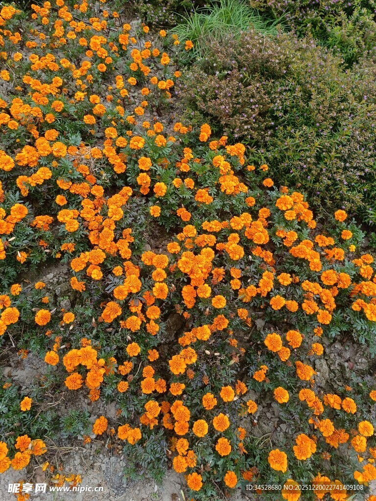 橙色花海绽放自然之美