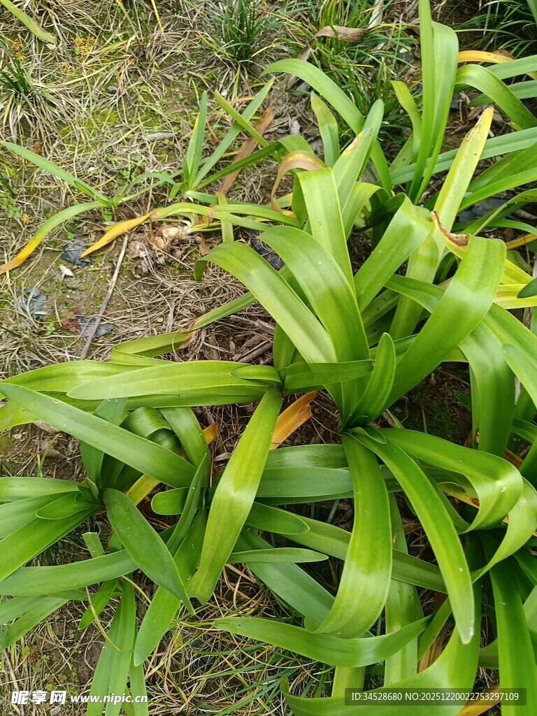 翠绿宽叶植物特写
