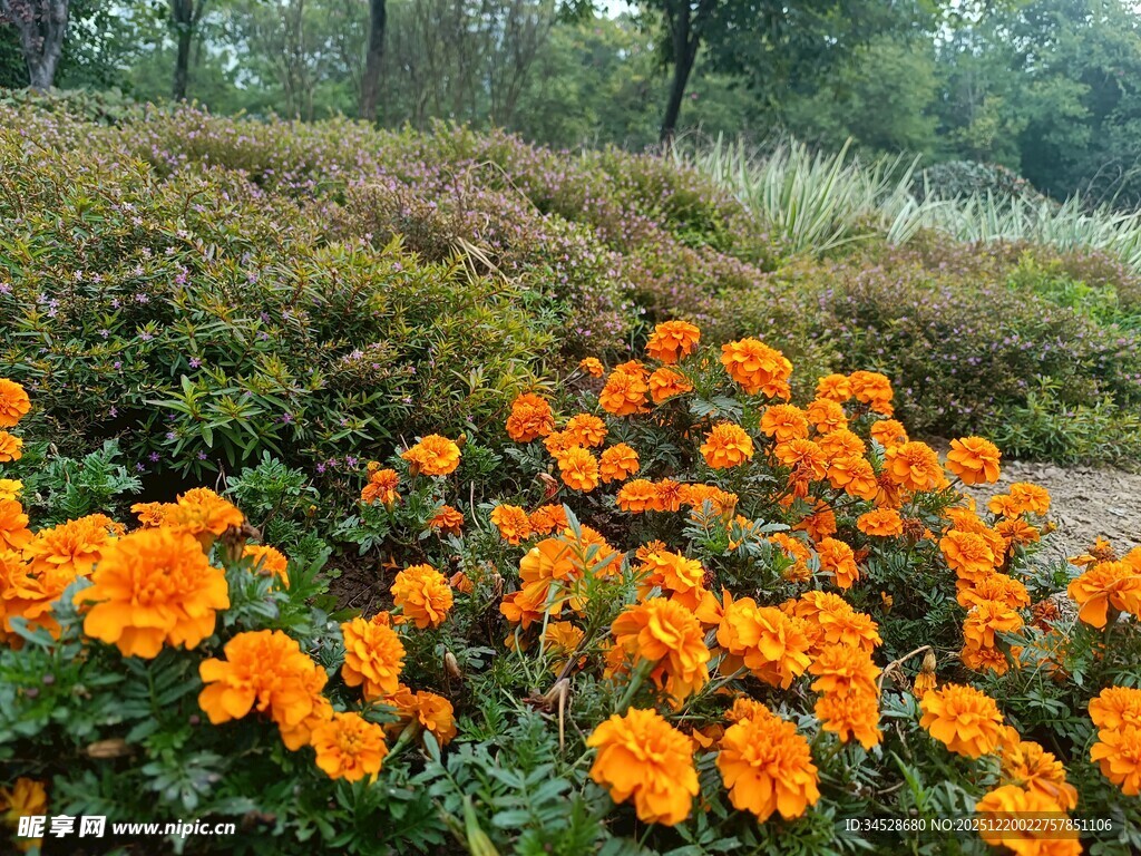 橘色花朵绽放于绿意间