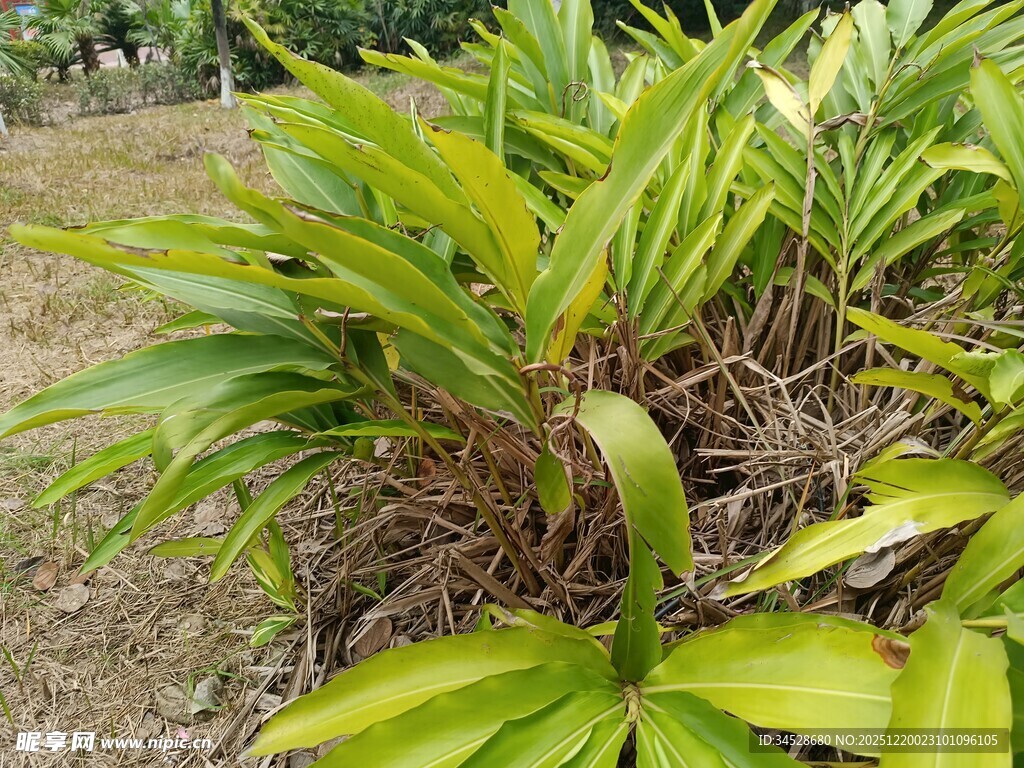 翠绿丛生植物特写