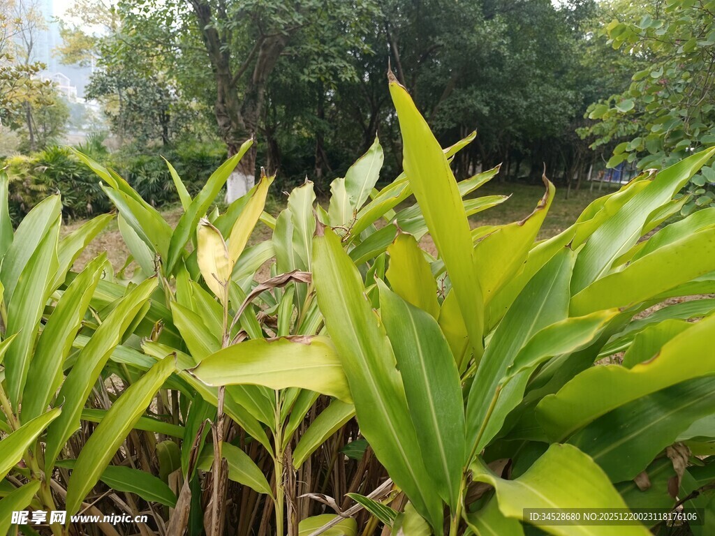 翠绿植物挺拔生长