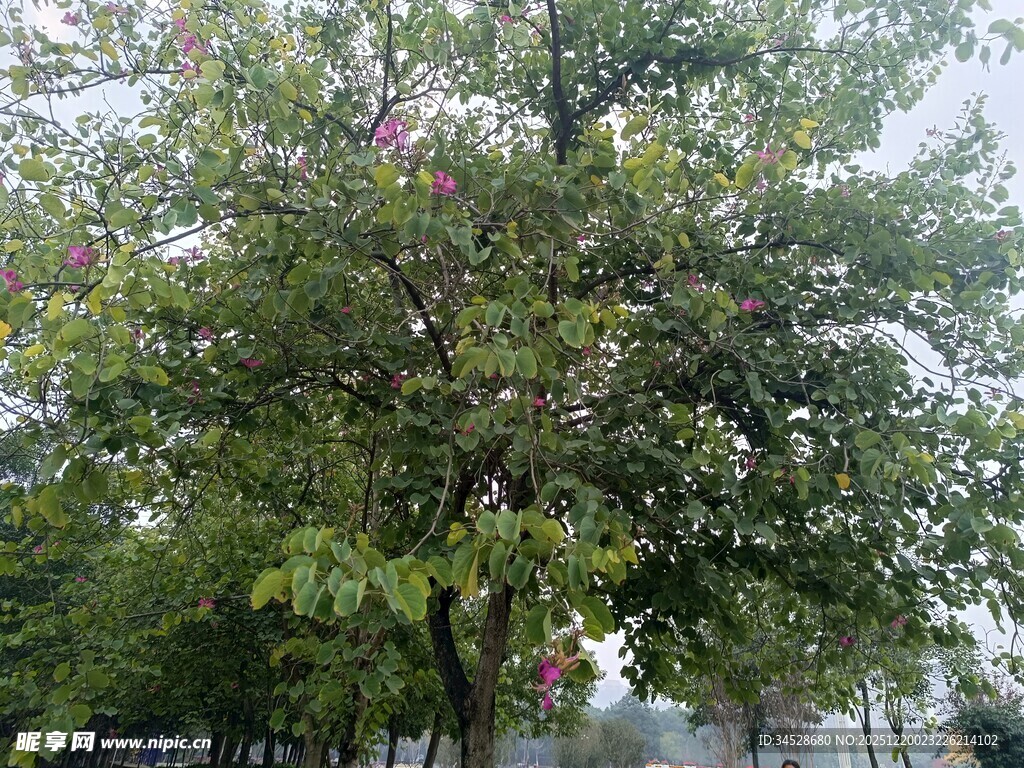 绿叶繁花的茂盛树木