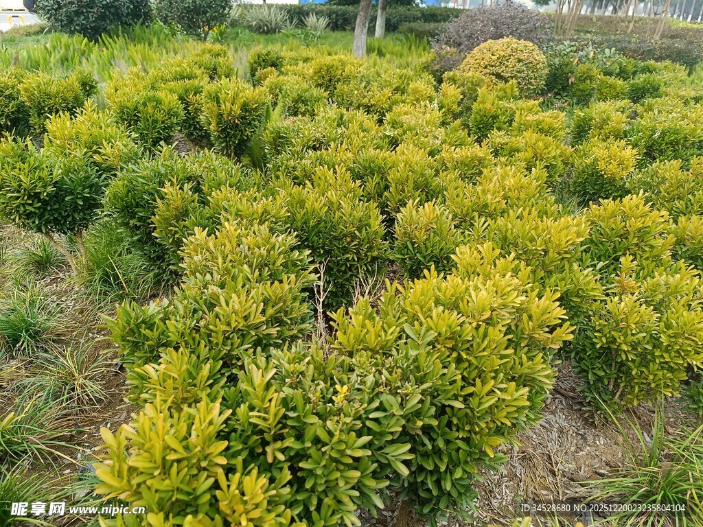 金黄灌木丛景观