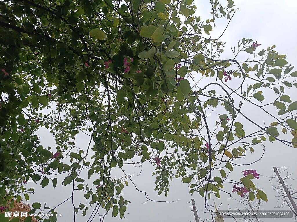 绿叶繁茂的树枝