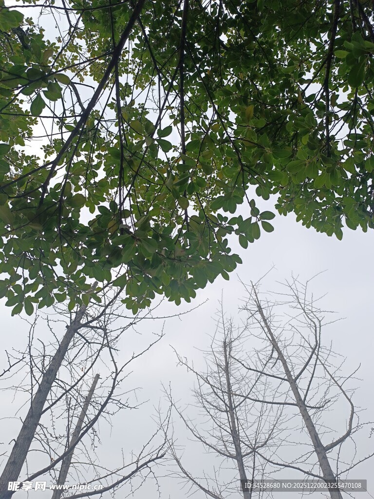 绿树与枯树的天空景象