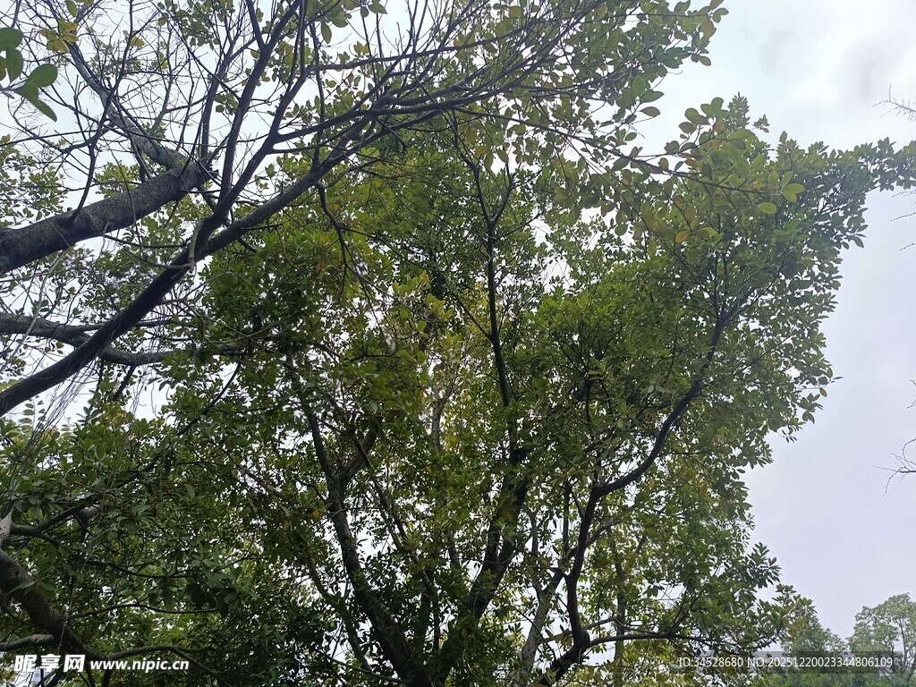 仰视繁茂绿树