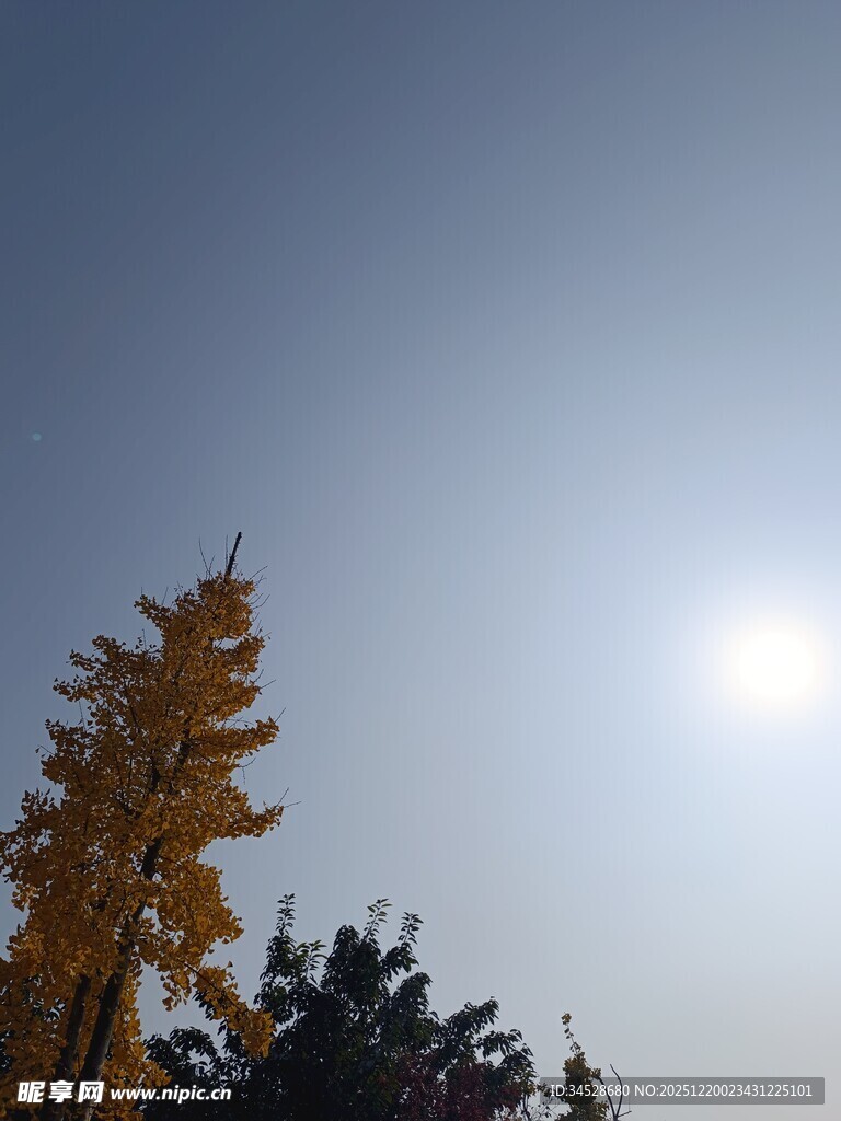 阳光下的树木与蓝天