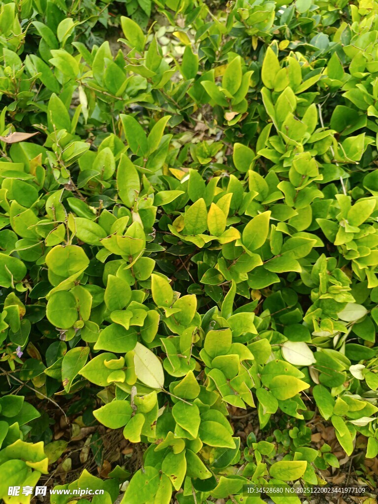 翠绿银杏叶植物景观