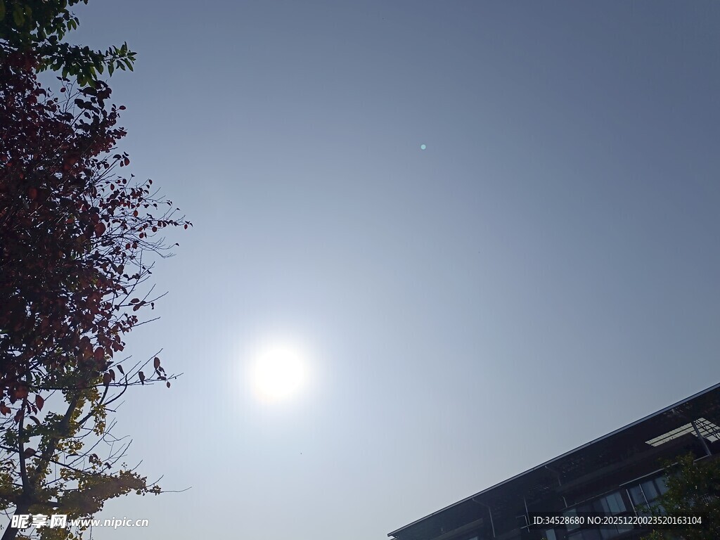 阳光下的建筑与枝叶