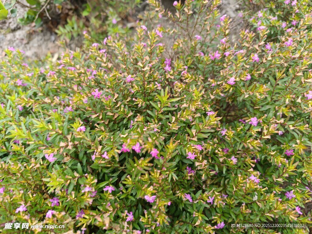 繁茂花丛中的多彩小花