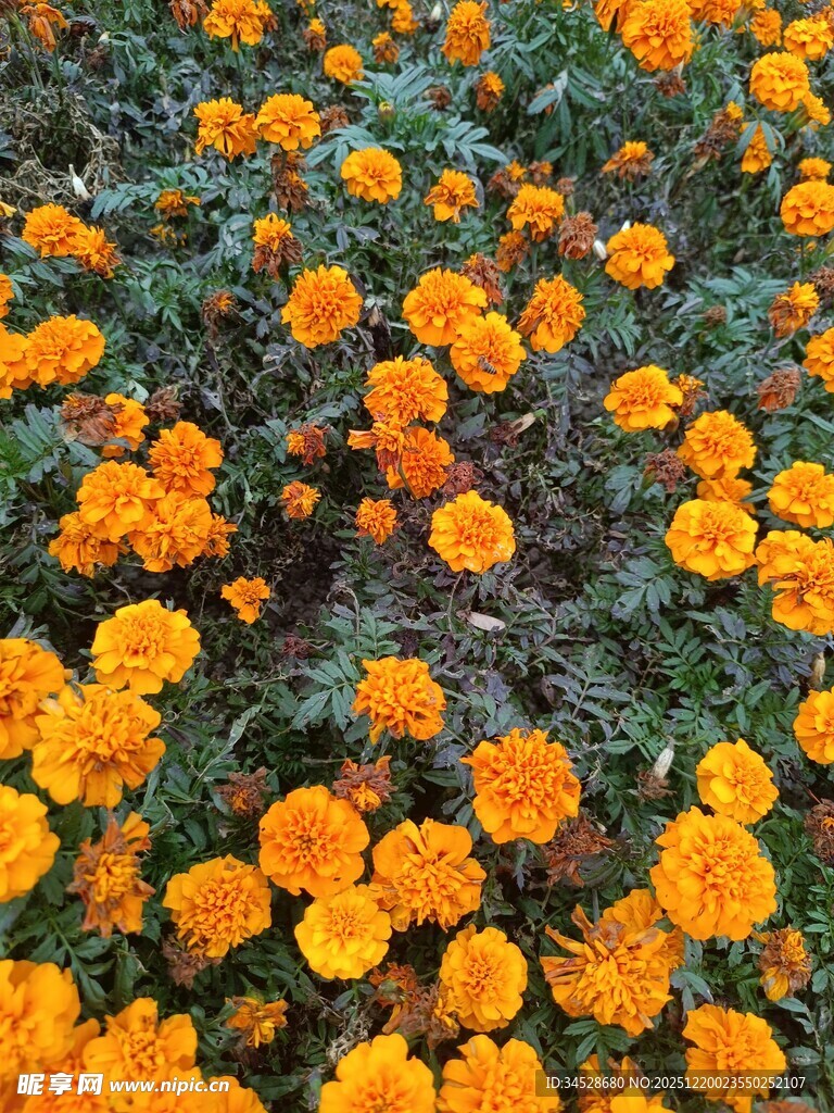 一片灿烂的橙色万寿菊花海