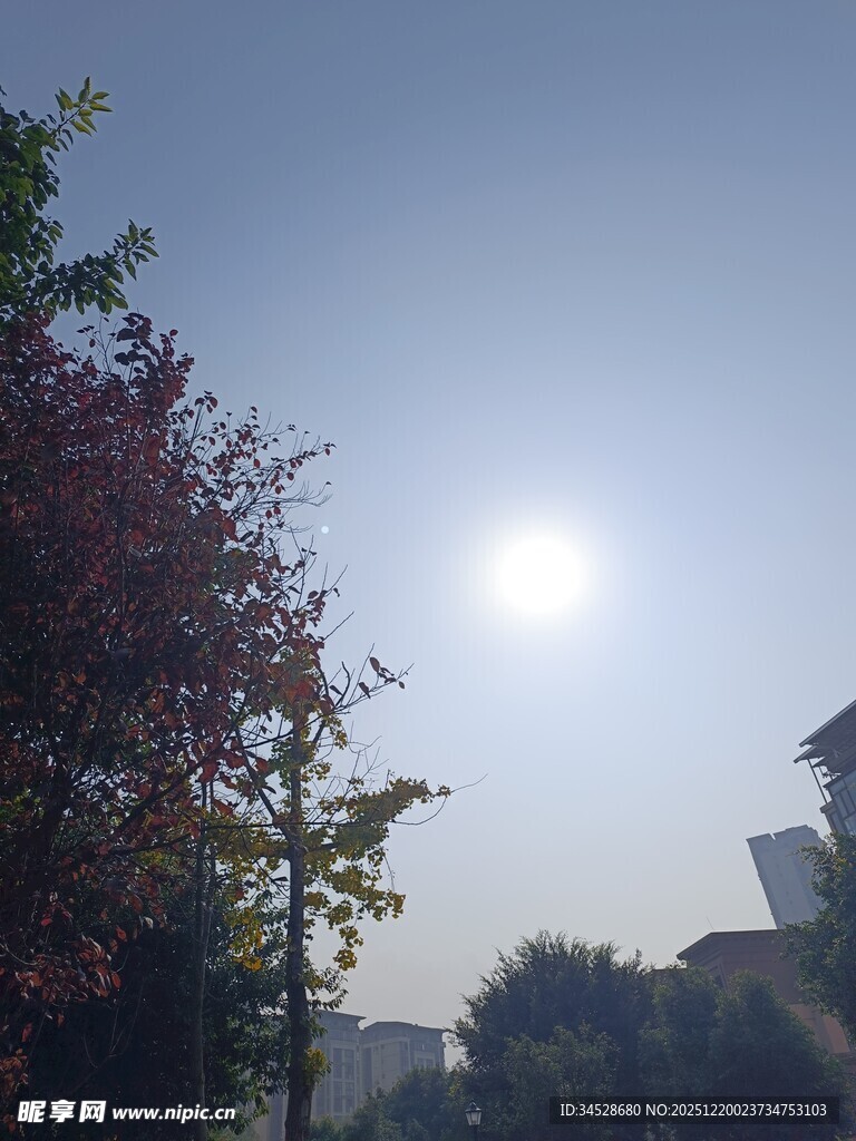 阳光下的树木与建筑