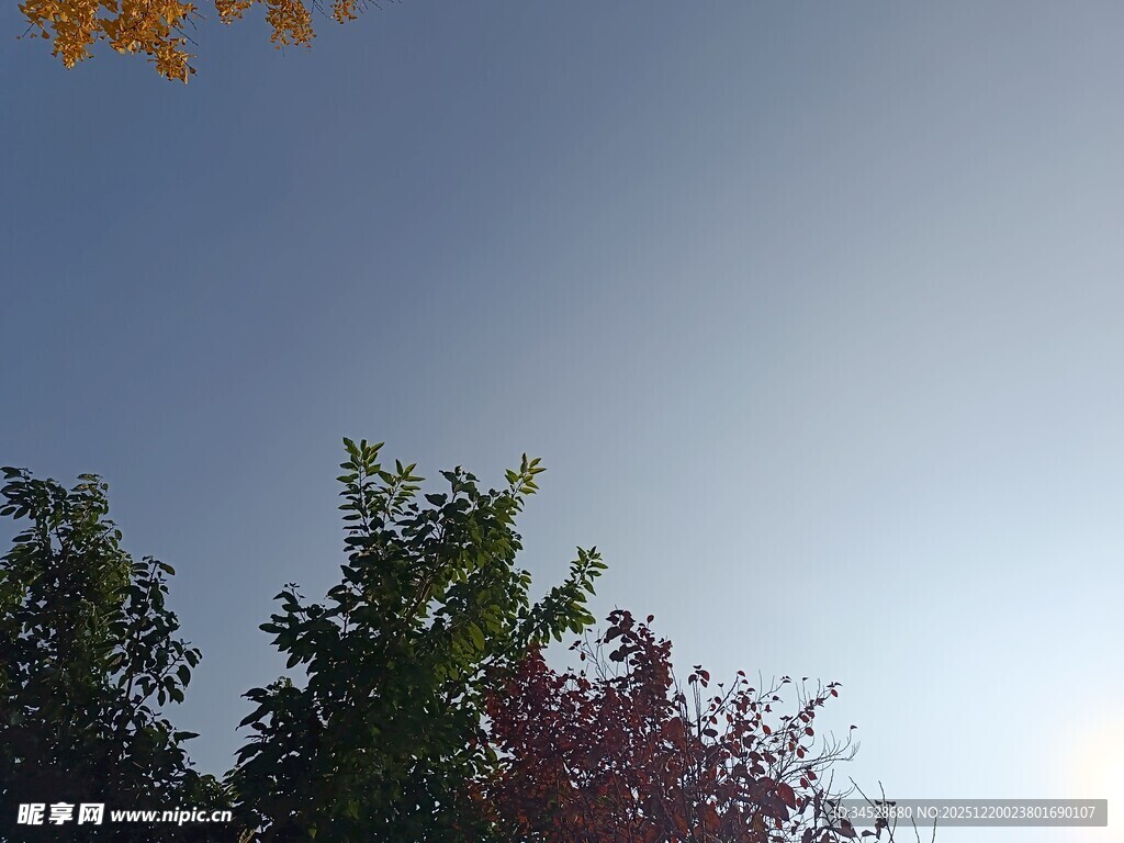 秋日树梢上的晴朗天空