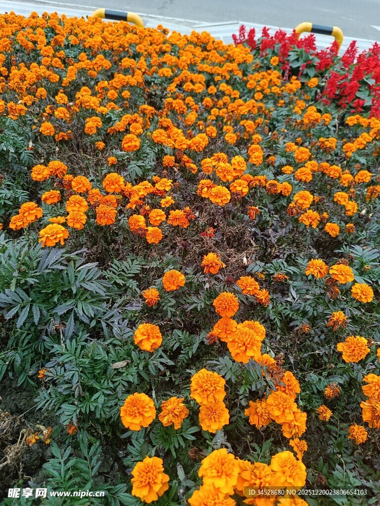 绚烂橙色万寿菊花卉景观