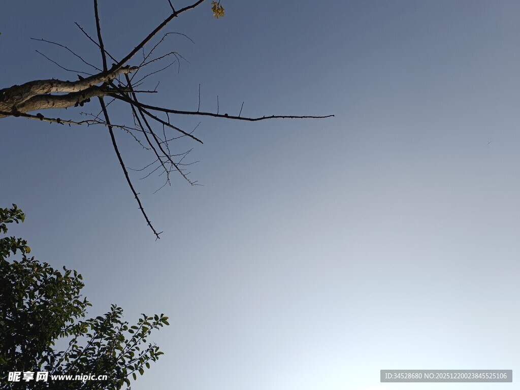 枯枝伸向晴朗天空