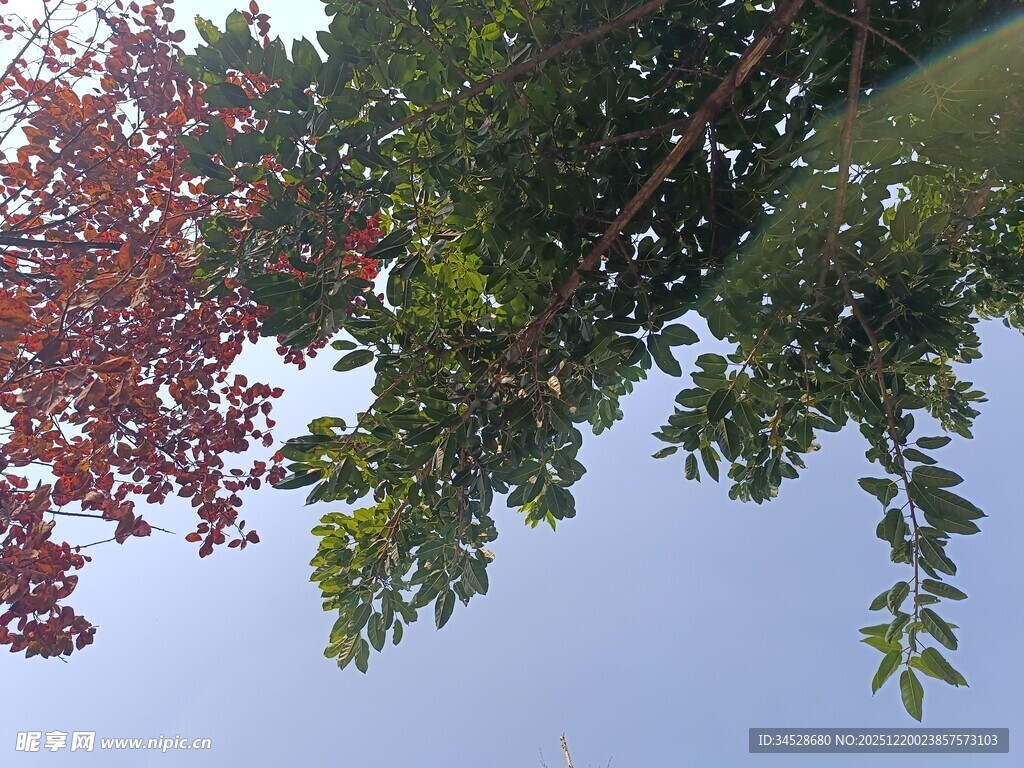 仰观枝叶与蓝天