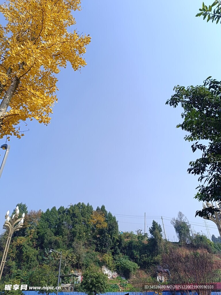 秋日黄叶蓝天绿树景致