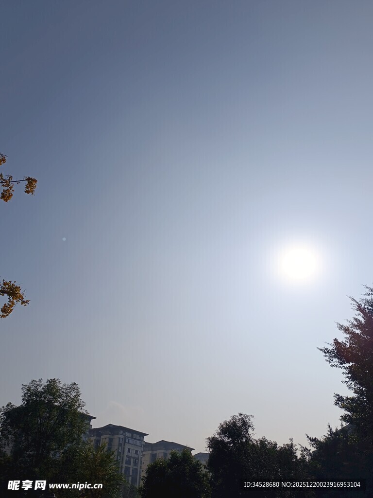 晴朗天空下的阳光与树木