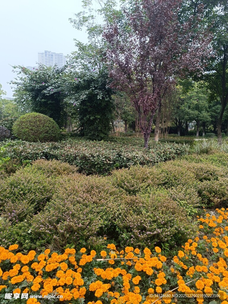 花园中多彩花卉与绿植景观