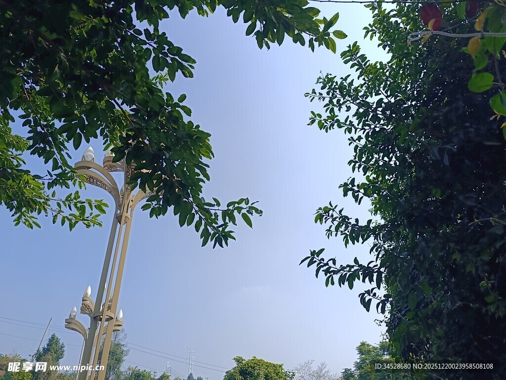 绿树间的高耸通信塔